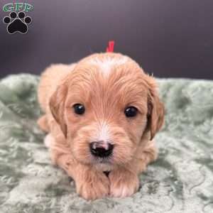 Winston, Mini Goldendoodle Puppy